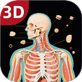 3D人体解剖图