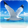 海鸥模拟器